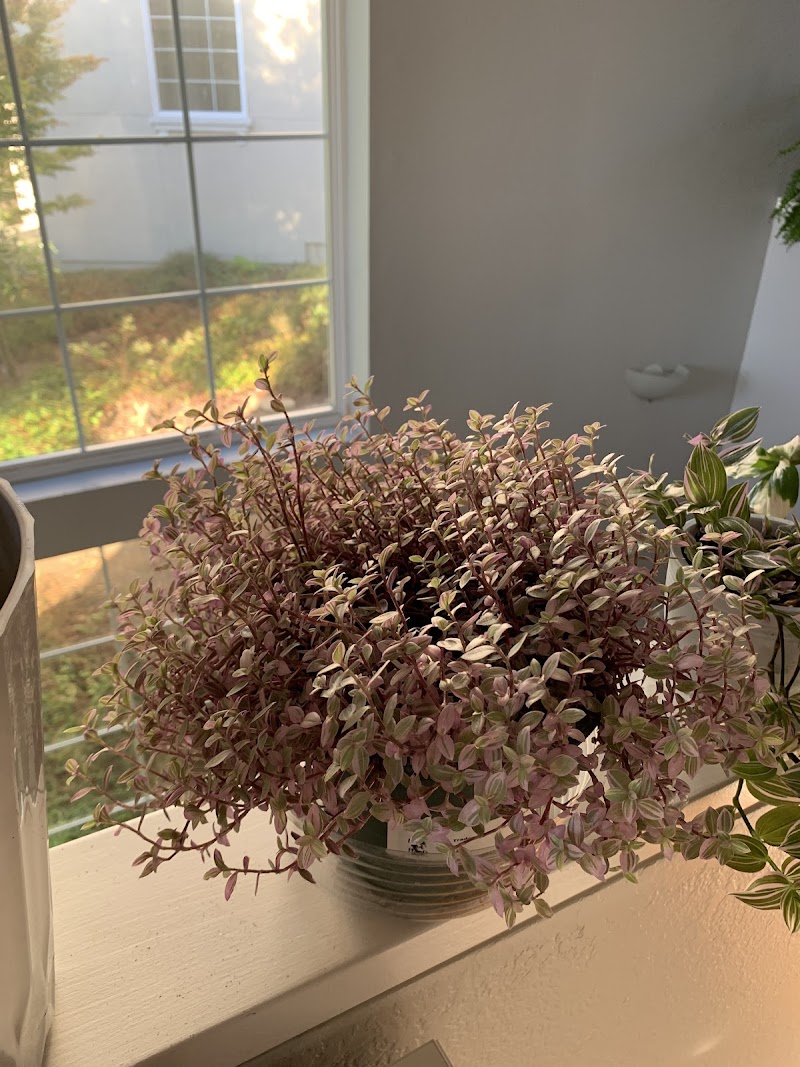 Aquarian Plants photo 4