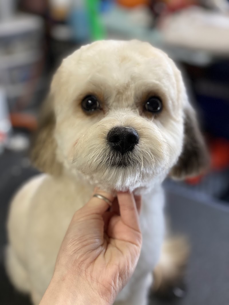 Alicia's Pet Grooming photo 4