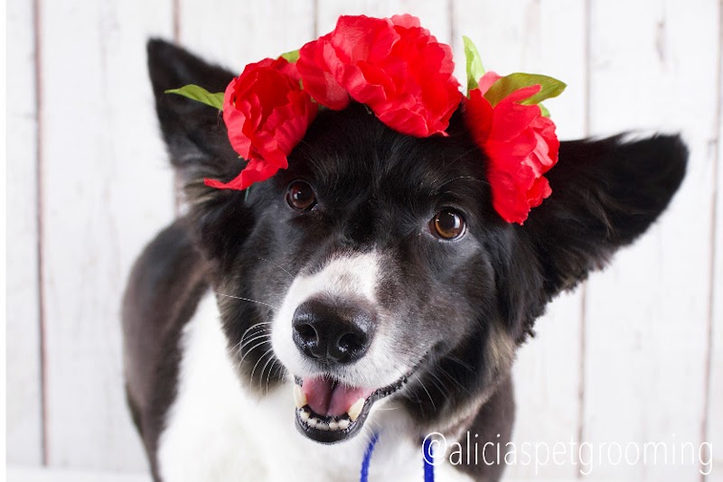 Photo of Alicia's Pet Grooming