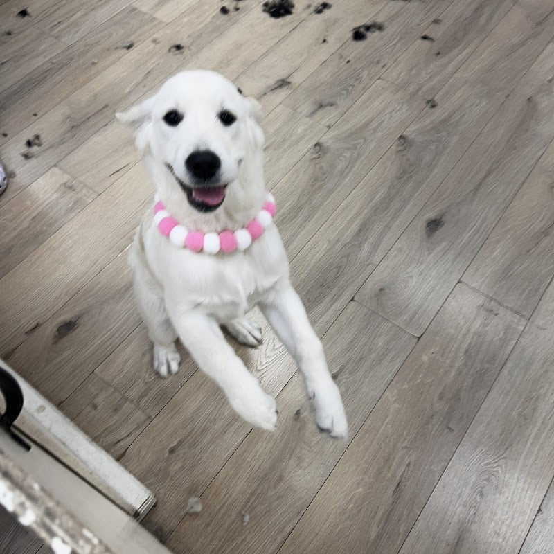 Alicia's Pet Grooming photo 2