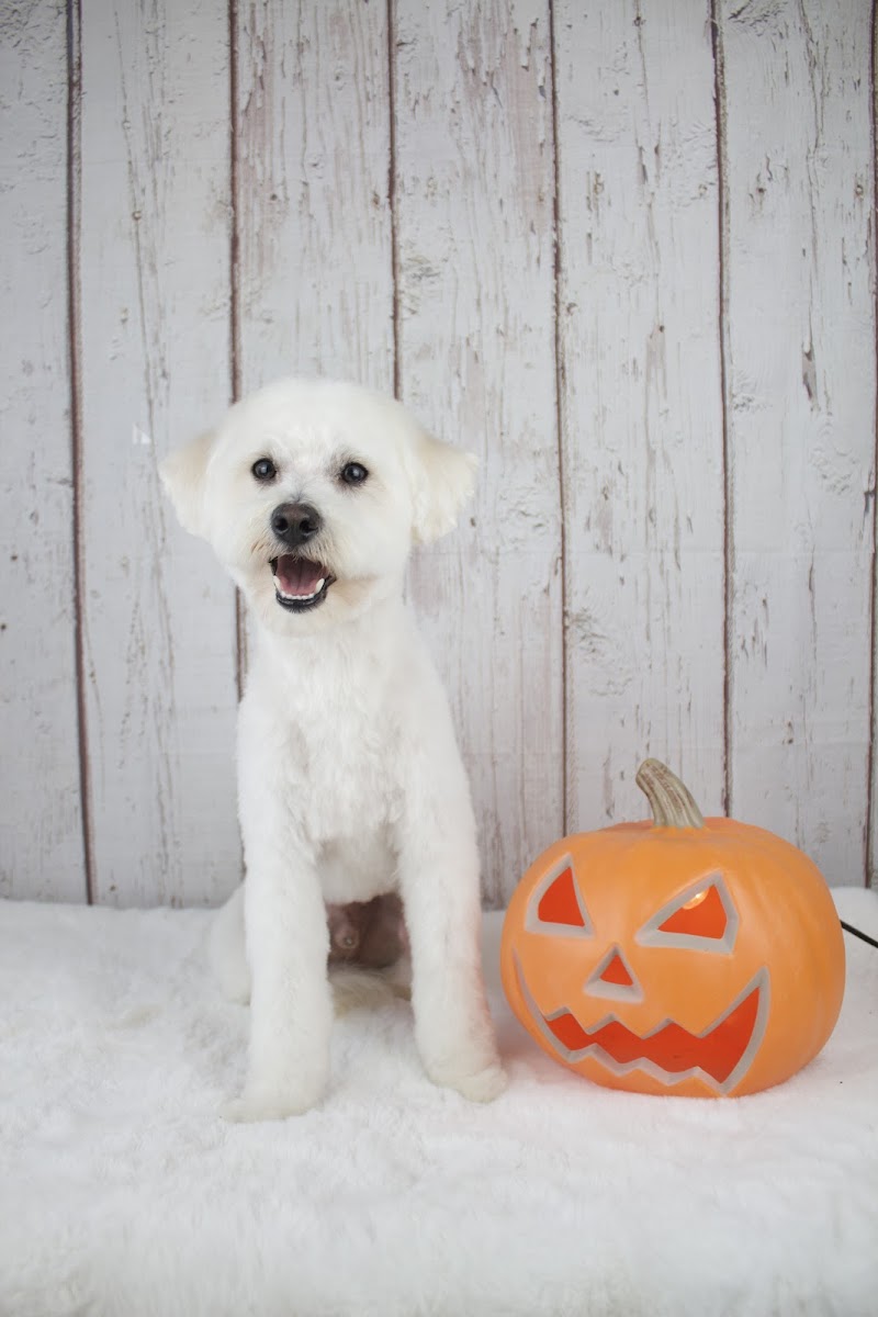 Alicia's Pet Grooming photo 3