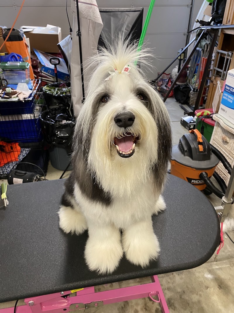 Alicia's Pet Grooming photo 5