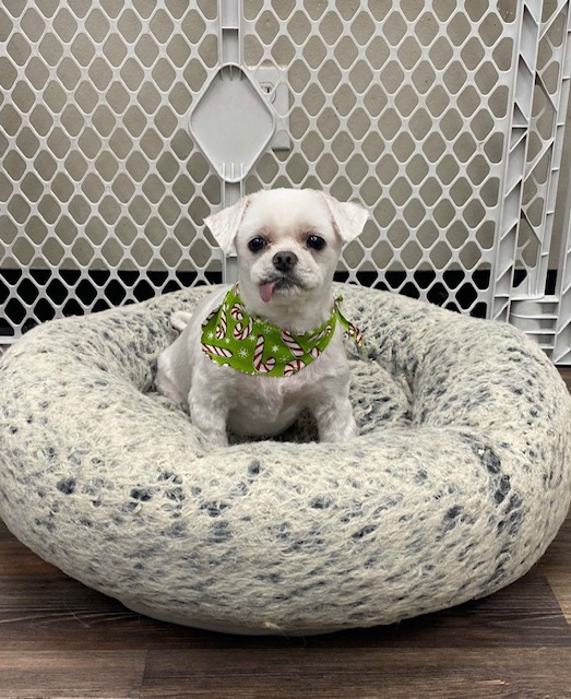 Salty Paws Pet Salon LLC photo 2