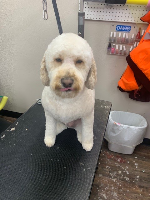 Salty Paws Pet Salon LLC photo 4