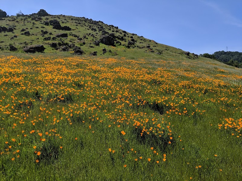 Coyote Valley Open Space Preserve photo 5