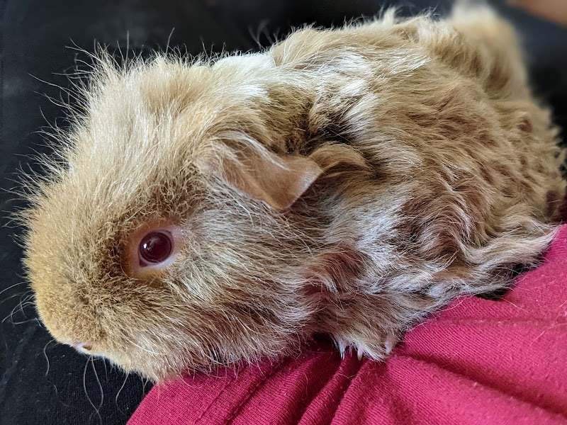 Creature Kingdom - Exotic Mobile Petting Zoo photo 2