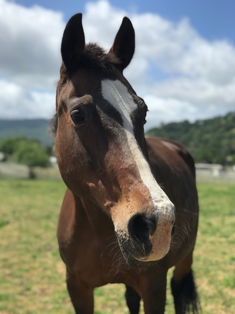 Photo of StillWater Equestrian