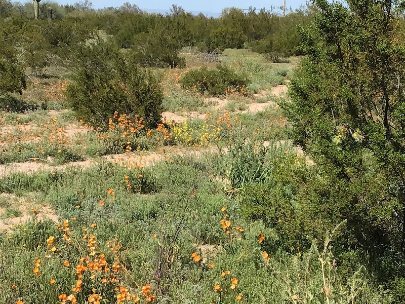 Photo of Arizona Ranch Real Estate