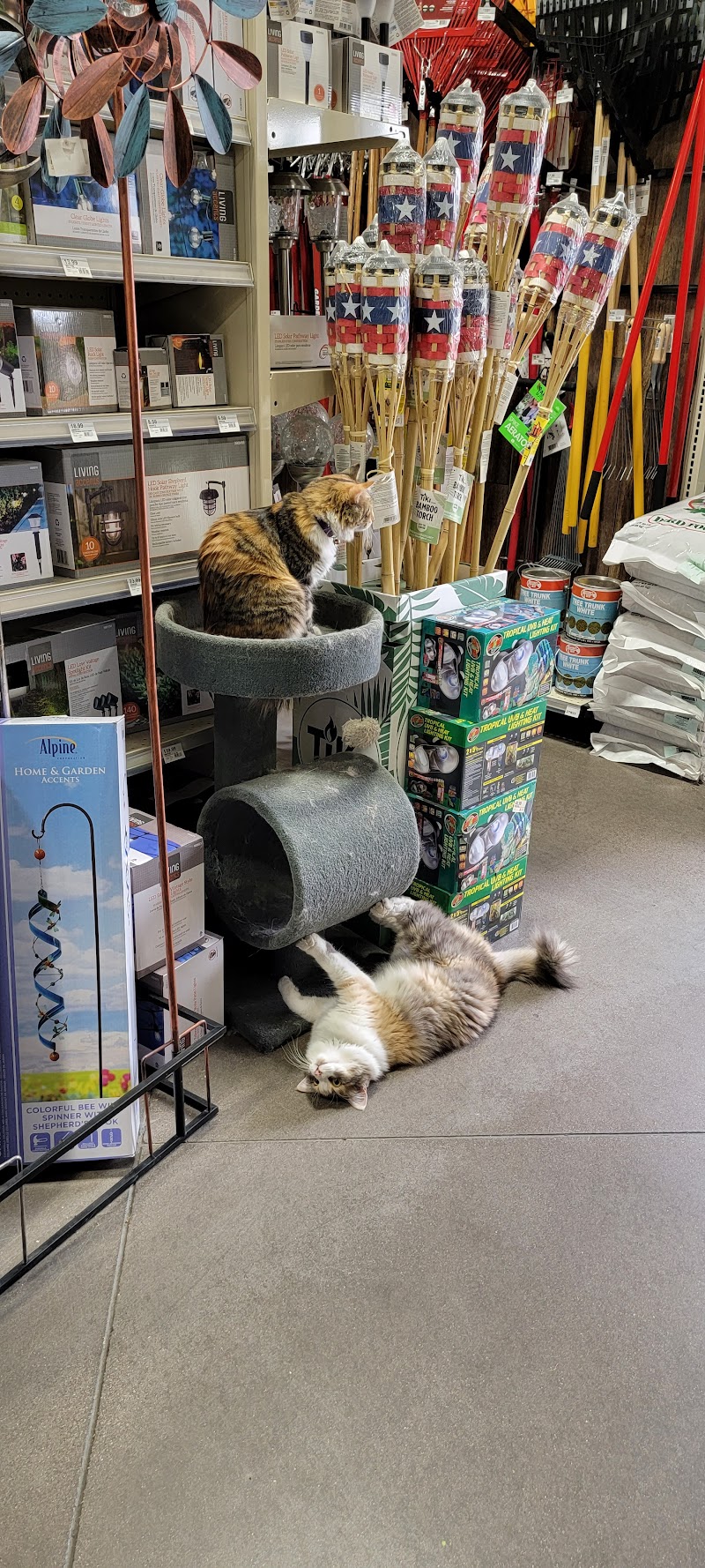 Ruggiero's Ace Hardware & Feed photo 2