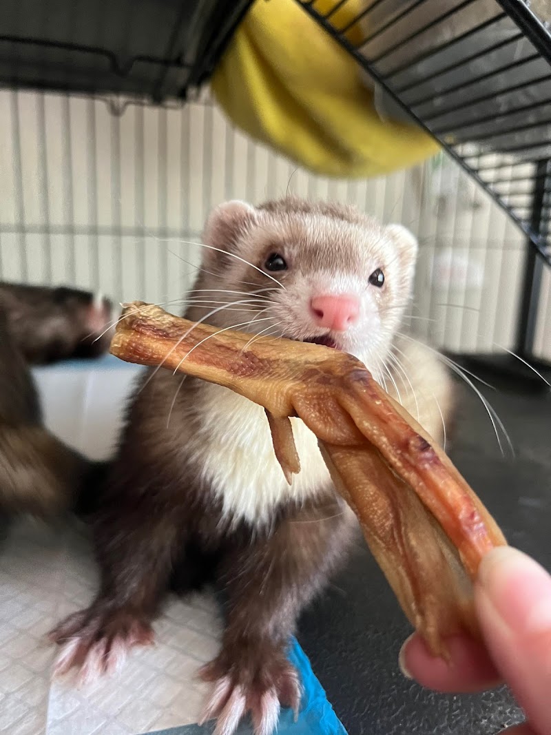 Southern Furry Bites photo 5