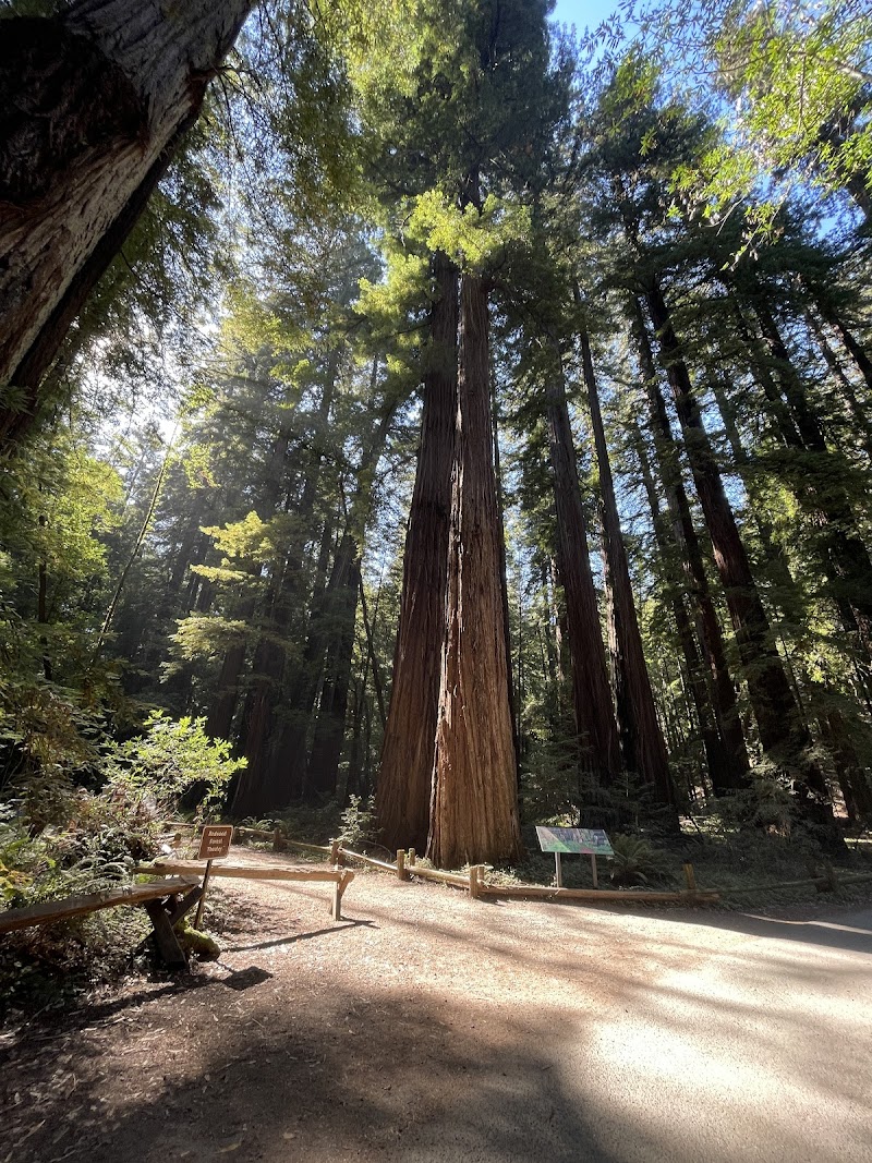 Redwood Forest Theater photo 2
