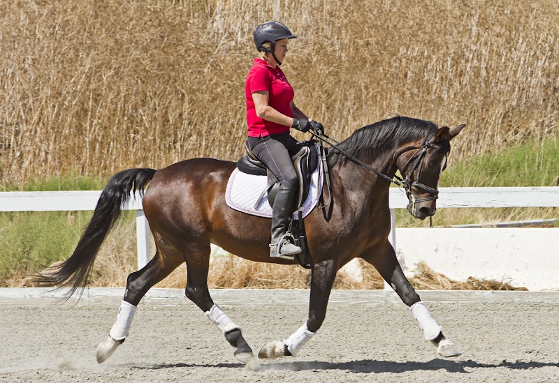 Beare Equestrian Services & Training photo 4