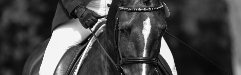 Photo of Beare Equestrian Services & Training