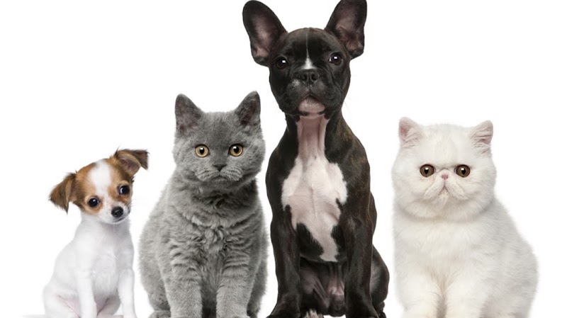 Photo of Redwood Animal Hospital