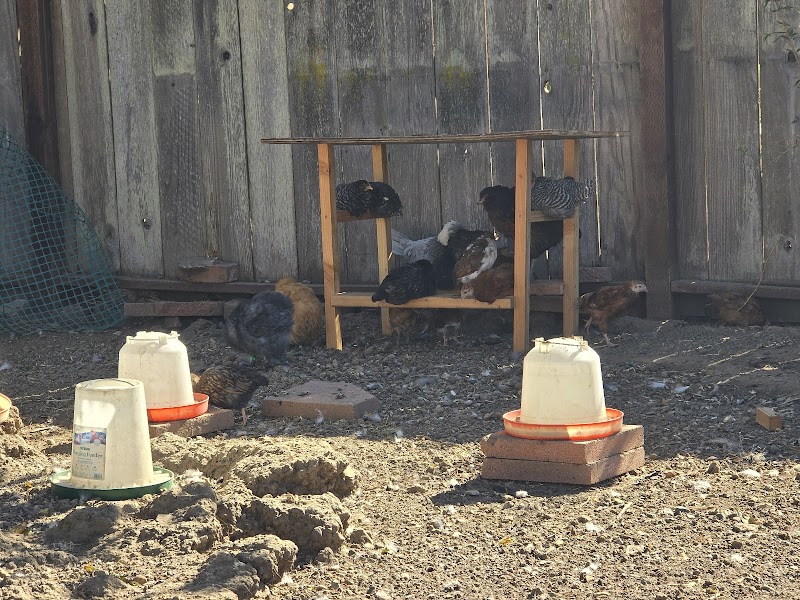 The Urban Chicken photo 5