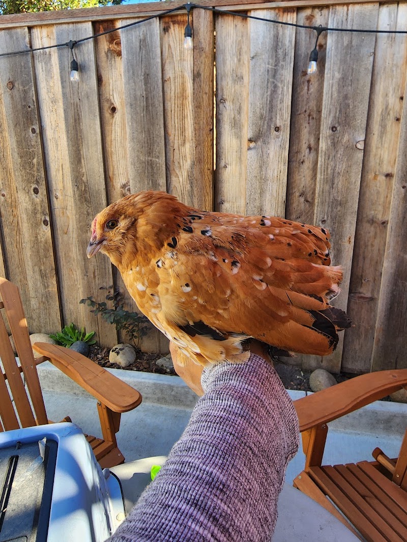 The Urban Chicken photo 3