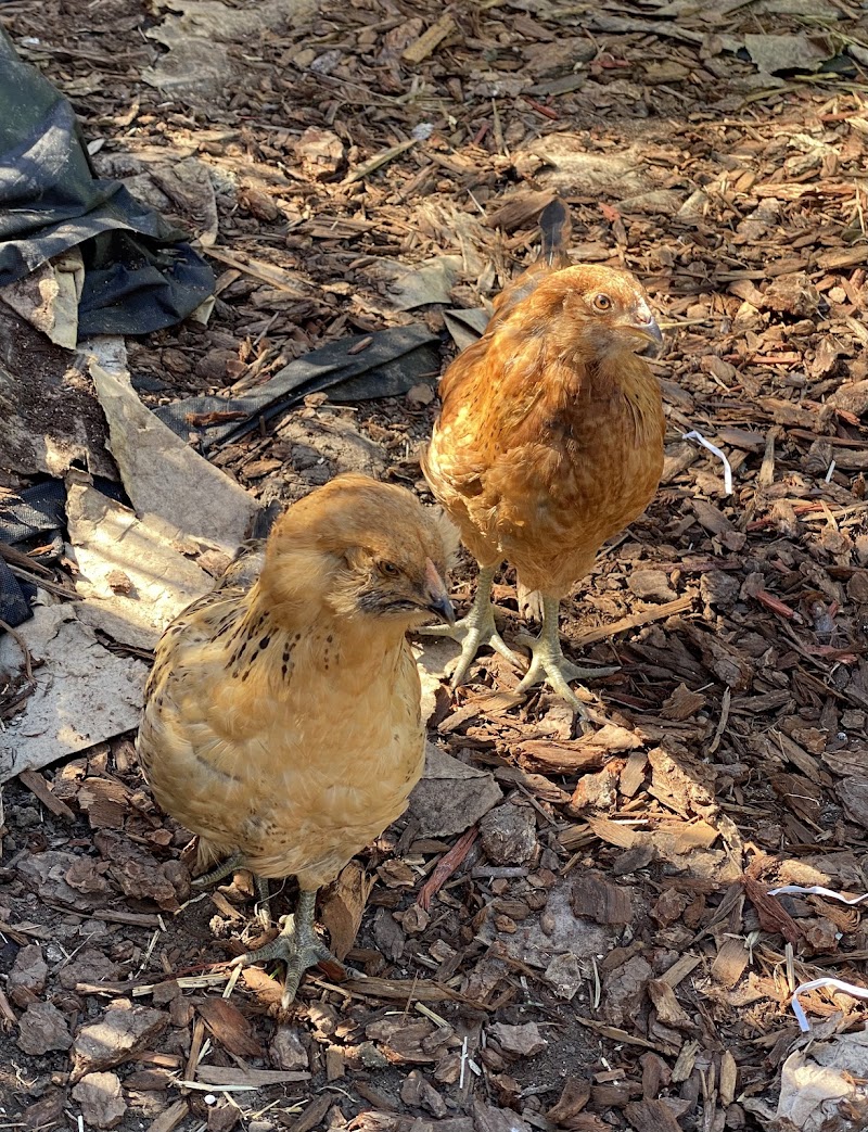 The Urban Chicken photo 4