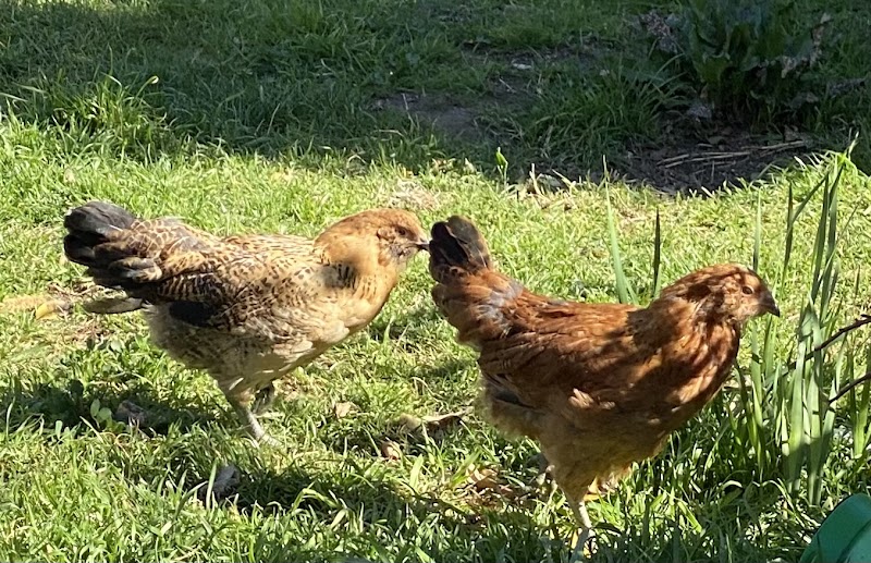Photo of The Urban Chicken