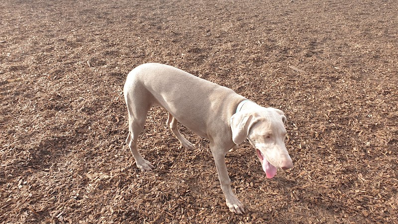 Charles "Chuck" Williams Memorial Dog Park photo 5