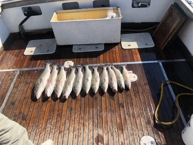 Annapolis Fishing Charters (R) photo 4
