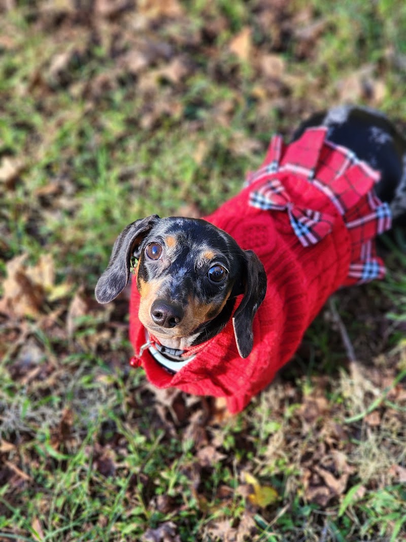 Staci's Pet Sitting & Training LLC photo 2