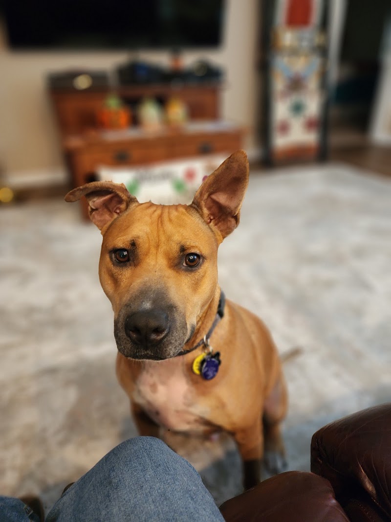 Photo of Staci's Pet Sitting & Training LLC