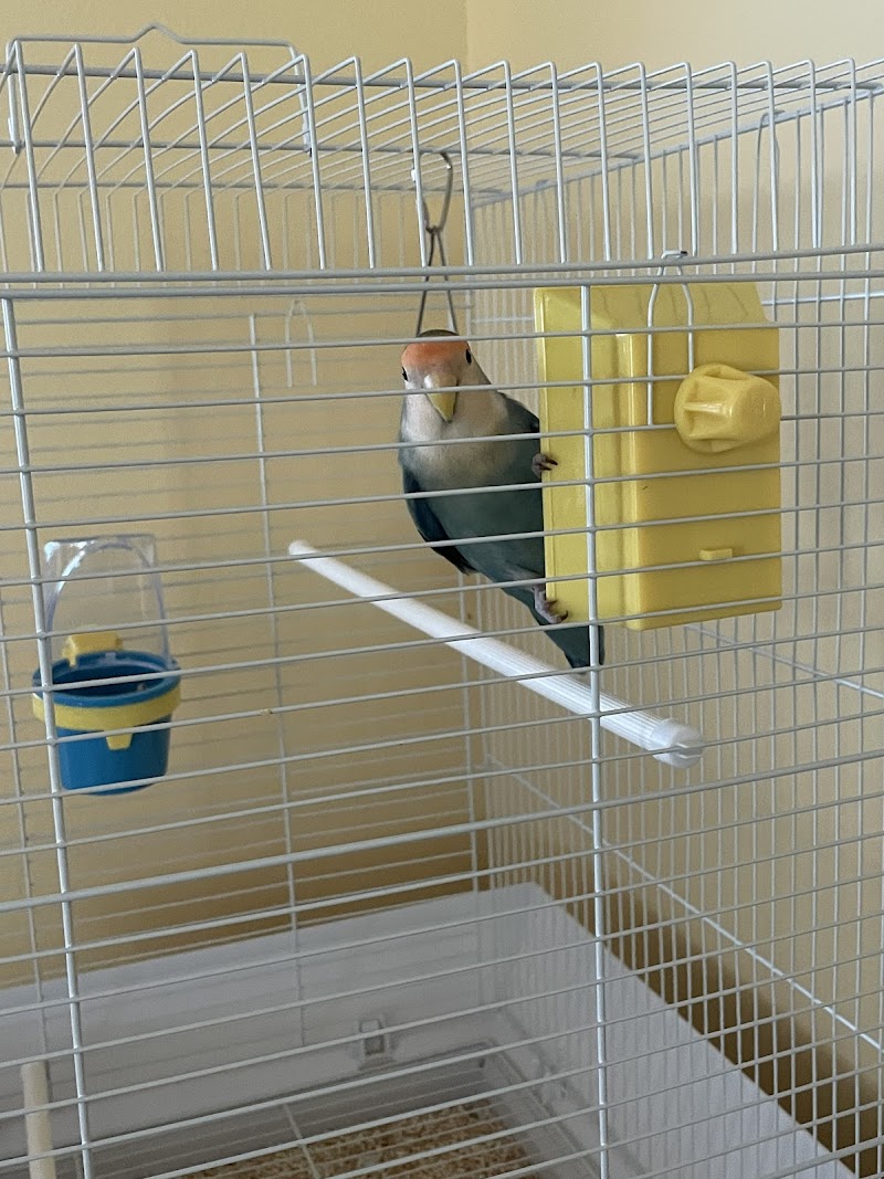 Staci's Pet Sitting & Training LLC photo 5