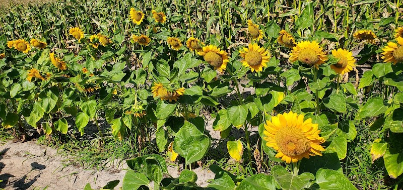 Riquiz Farm photo 4