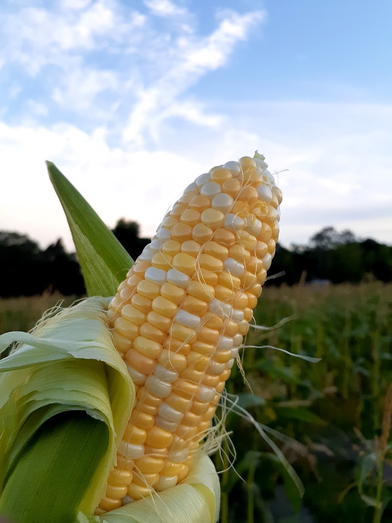 Photo of Riquiz Farm