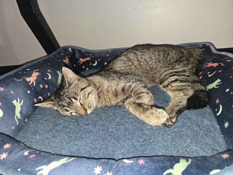 Tortitude Cat Cafe photo 2