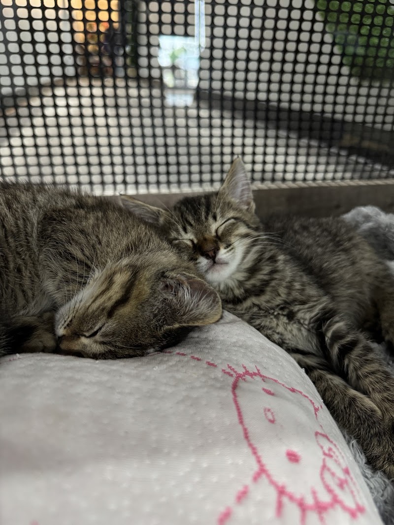 Photo of Tortitude Cat Cafe