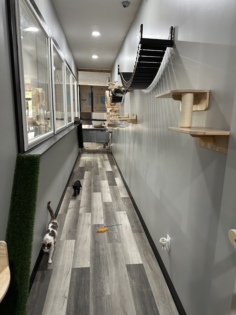 Tortitude Cat Cafe photo 4