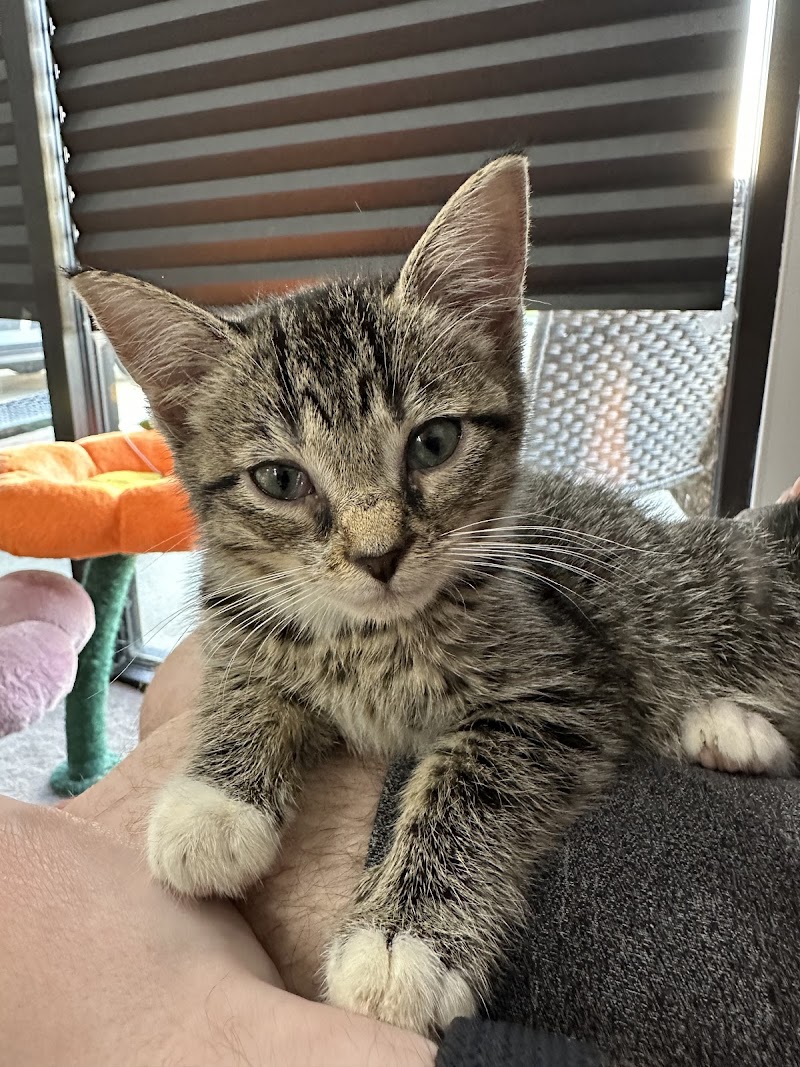 Tortitude Cat Cafe photo 5
