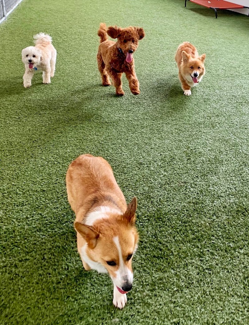 Photo of Paws Pet N' Play