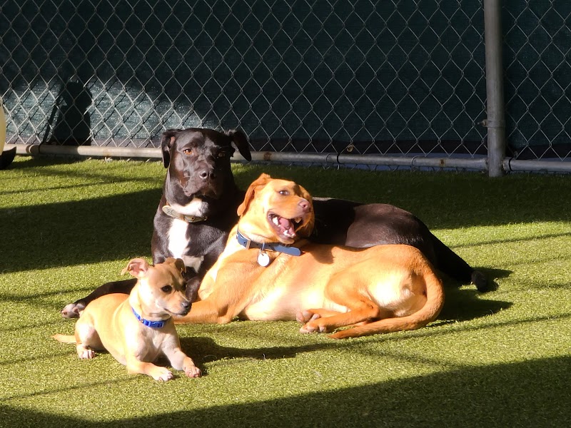 Paws Pet N' Play photo 4