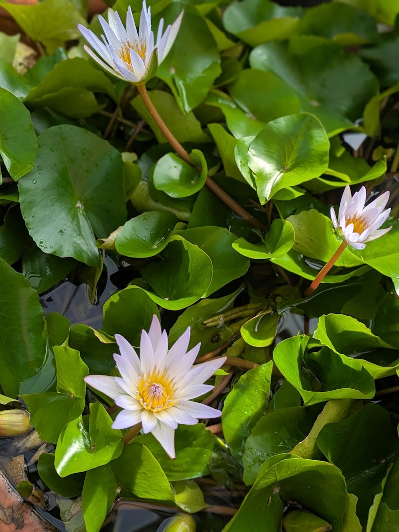 Brooklyn Botanic Garden photo 5