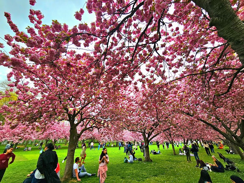 Brooklyn Botanic Garden photo 3