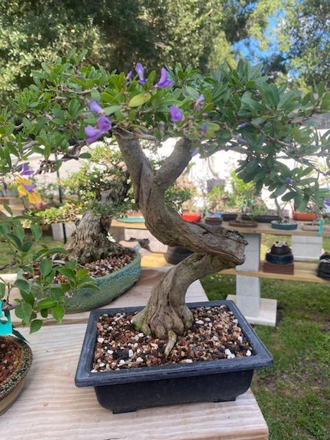 Thunderstruck Bonsai photo 5