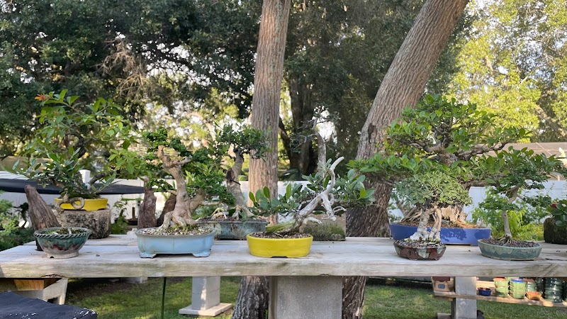Photo of Thunderstruck Bonsai