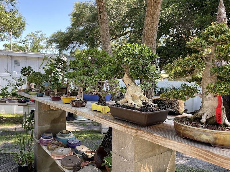 Thunderstruck Bonsai photo 4
