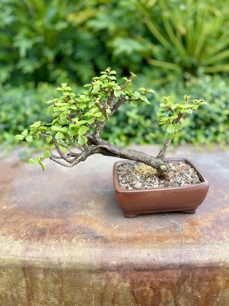 Thunderstruck Bonsai photo 3