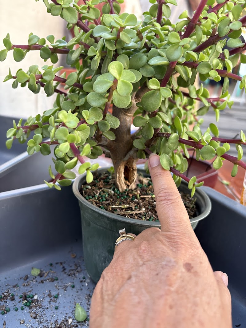 Thunderstruck Bonsai photo 2