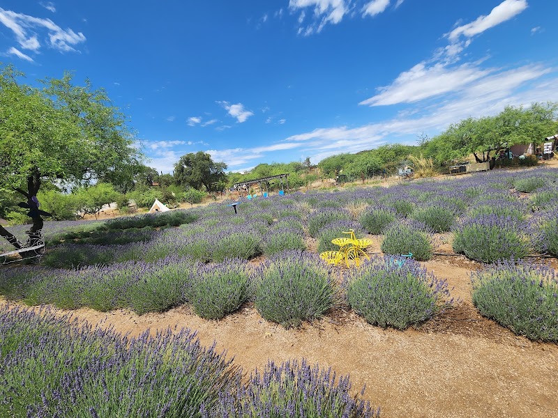 Life Under the Oaks Lavender Farm photo 2