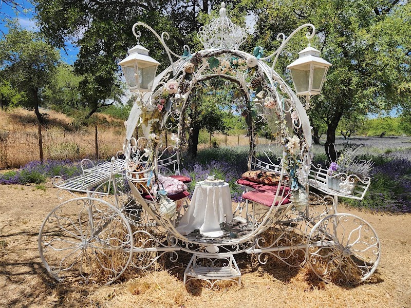 Life Under the Oaks Lavender Farm photo 3