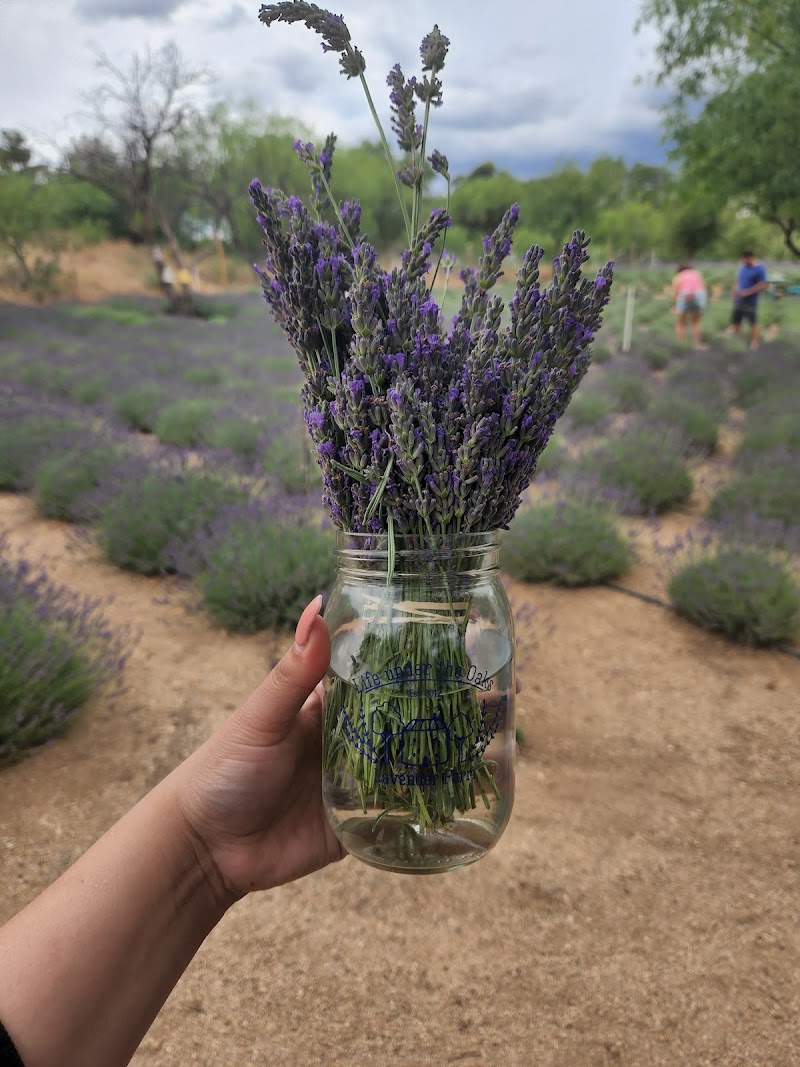 Life Under the Oaks Lavender Farm photo 5