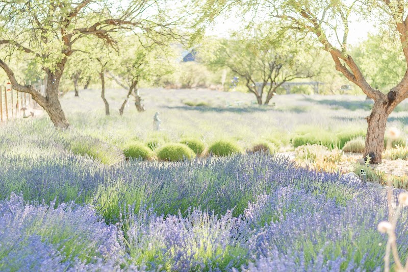 Photo of Life Under the Oaks Lavender Farm