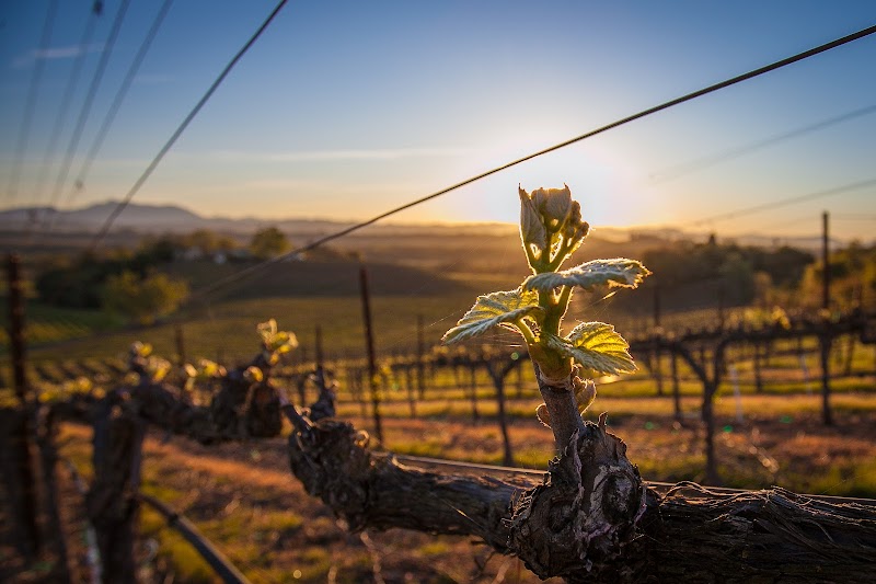 Photo of J Rochioli Vineyards & Winery