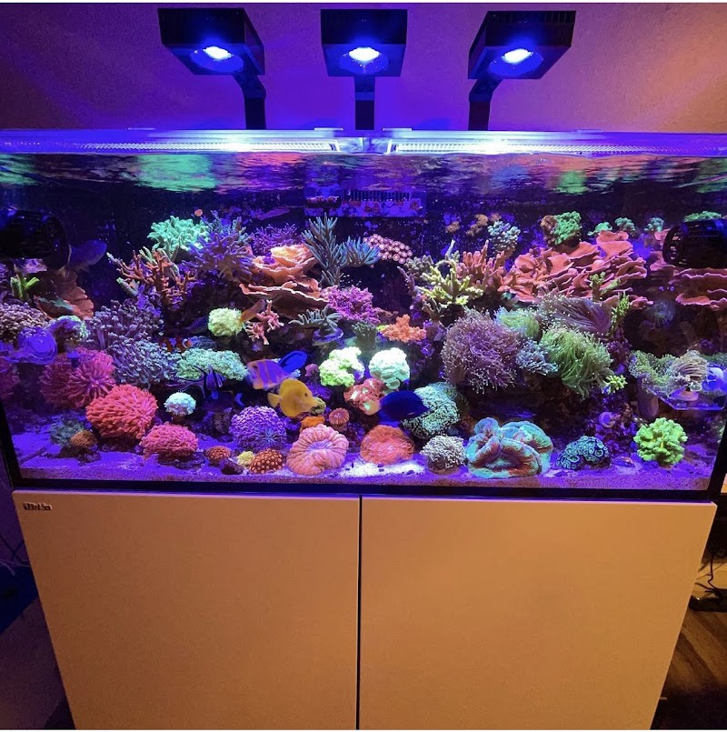 Clean Sharks Aquarium Maintenance photo 3