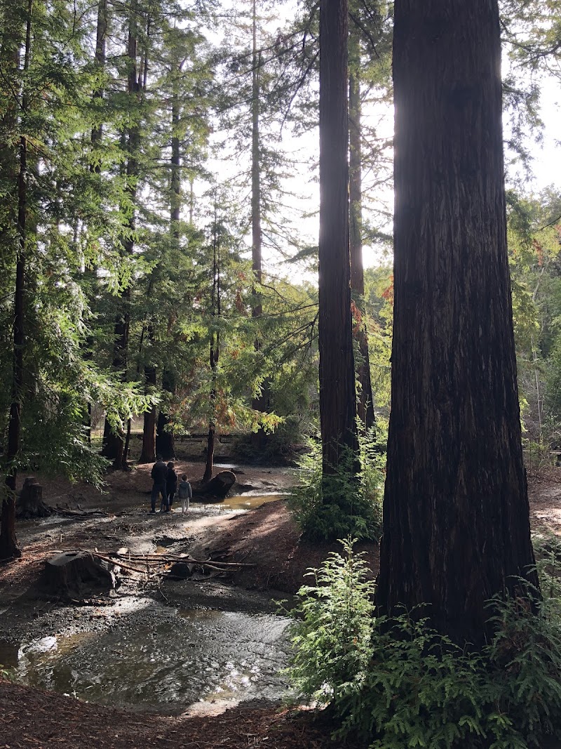 Redwood Grove Nature Preserve photo 2