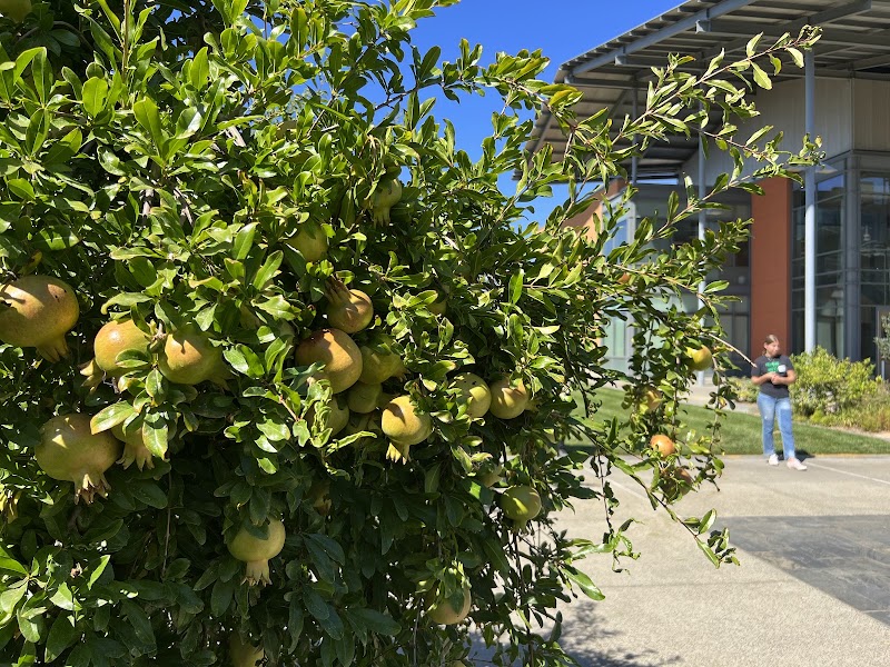 Photo of UC Davis Good Life Garden